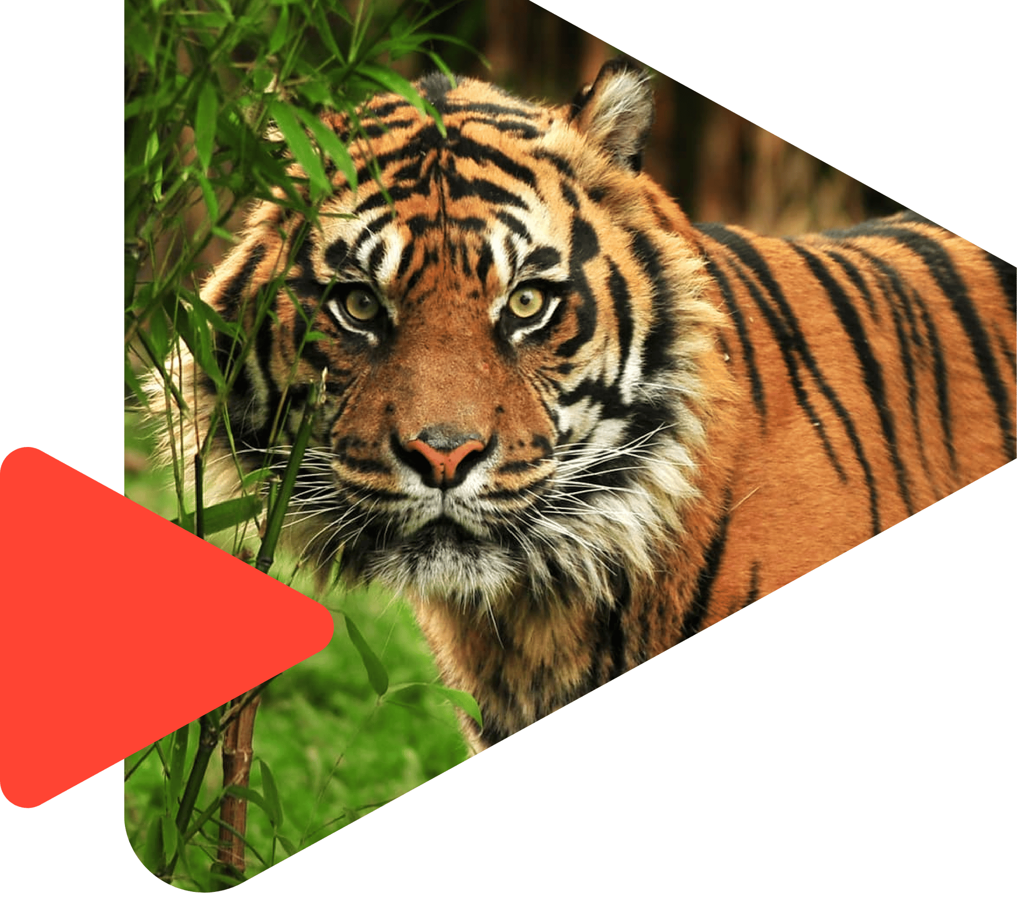 Tiger arrow test